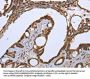 CXCR3 Antibody