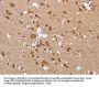 CXCR3 Antibody