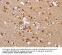 CXCR3 Antibody
