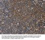 STRADB Antibody