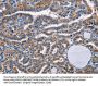 STRADB Antibody