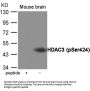Phospho-HDAC3 (Ser424) Antibody