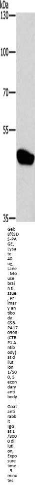 CTBP1 Antibody