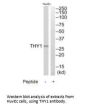 THY1 Antibody