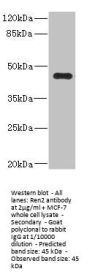 Ren2 Antibody