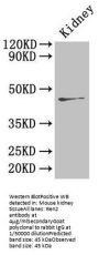 Ren2 Antibody