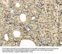 UBE2B Antibody