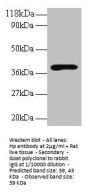 Hp Antibody