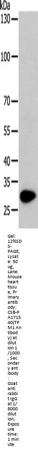 TPM1 Antibody