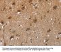 FSTL1 Antibody