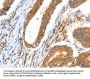 CCNF Antibody