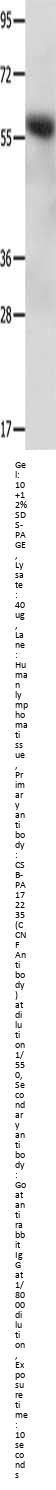 CCNF Antibody