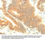 TRAF3IP2 Antibody