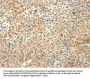 TRAF3IP2 Antibody