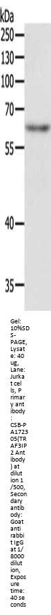 TRAF3IP2 Antibody