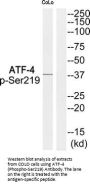 Phospho-ATF4 (Ser219) Antibody