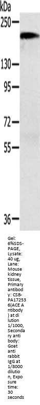 ACE Antibody