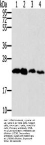 RAB9A Antibody