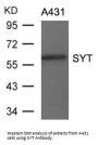 SS18 Antibody