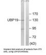 USP19 Antibody