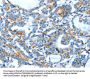 BACE1 Antibody