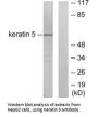 KRT5 Antibody
