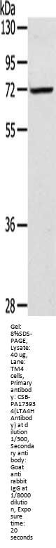 LTA4H Antibody