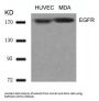 EGFR (Ab-1070) Antibody