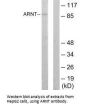 ARNT Antibody