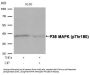 Phospho-MAPK14 (Thr180) Antibody