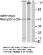 ADRA2A Antibody