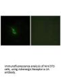 ADRA2A Antibody