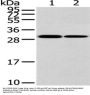 HNRNPC Antibody