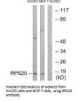 RPS20 Antibody