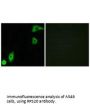 RPS20 Antibody