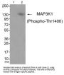 Phospho-MAP3K1 (Thr1402) Antibody