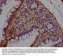 COL2A1 Antibody