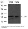 MAP1LC3A Antibody