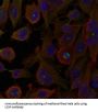 MAP1LC3A Antibody
