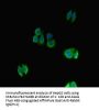 NFATC1 Antibody