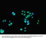 KAT5 Antibody