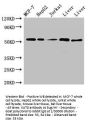 KAT8 Antibody