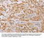 MCM5 Antibody