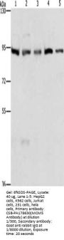 MCM5 Antibody