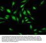 HDAC1 Antibody