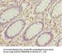 HDAC1 Antibody