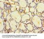 HDAC1 Antibody