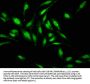 HDAC1 Antibody