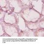 HDAC4 Antibody