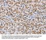 MCM6 Antibody